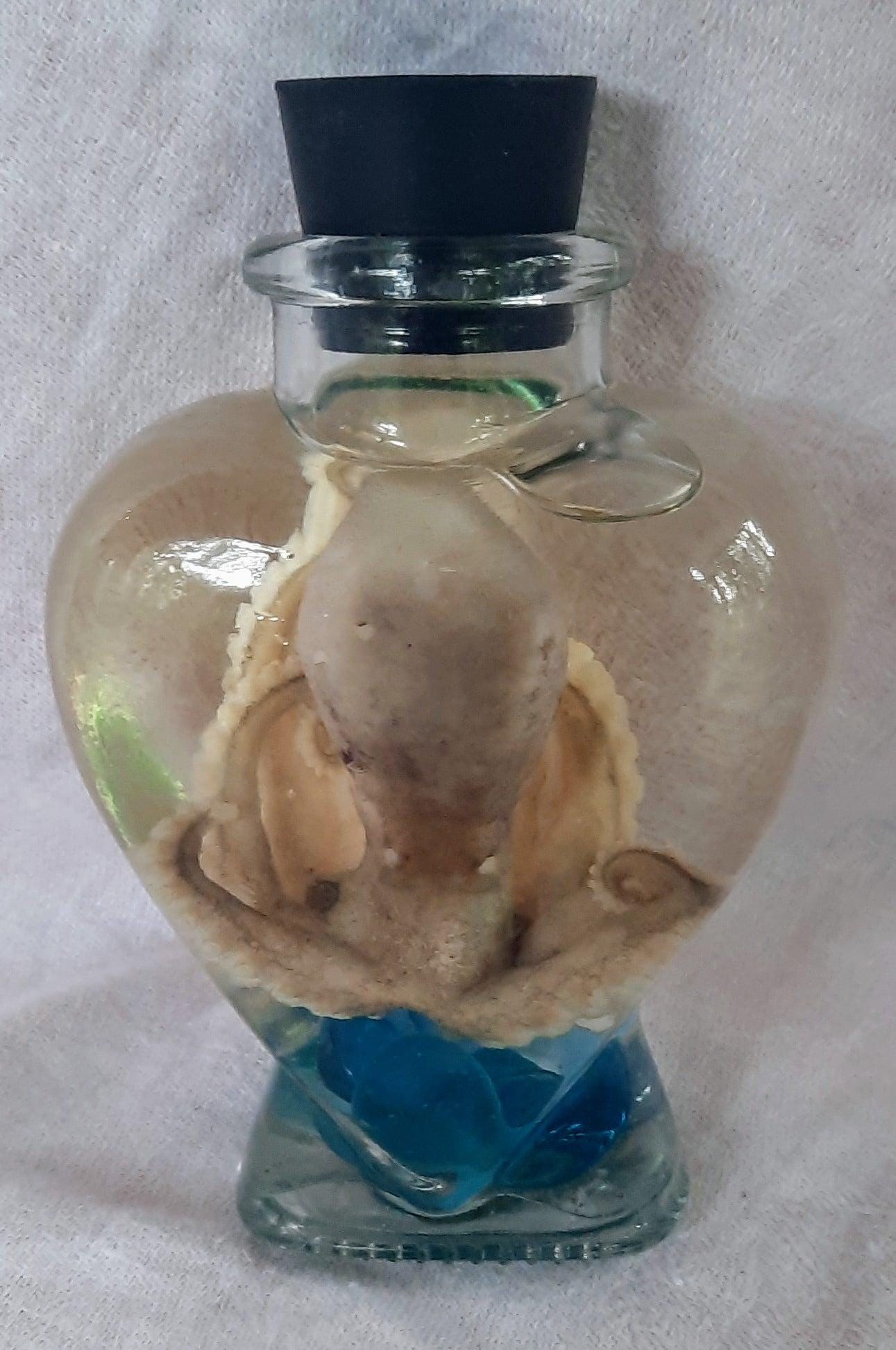 Octopus Wet Specimen glass heart jar Taxidermy Oddities curriosities free ship