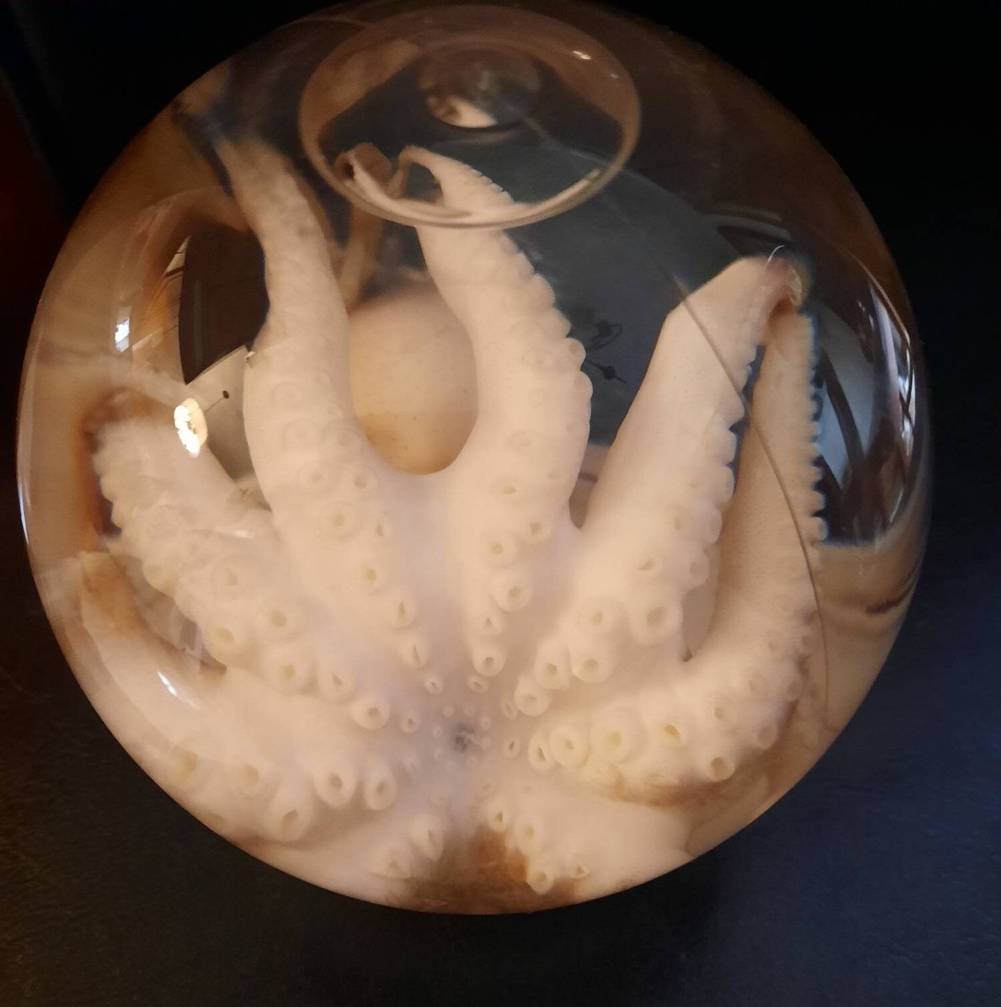 wet specimen Octopus Globe taxidermy Oddities Curiosities Steampunk crystal ball professionally preserved Free Shipping #wetspecimen