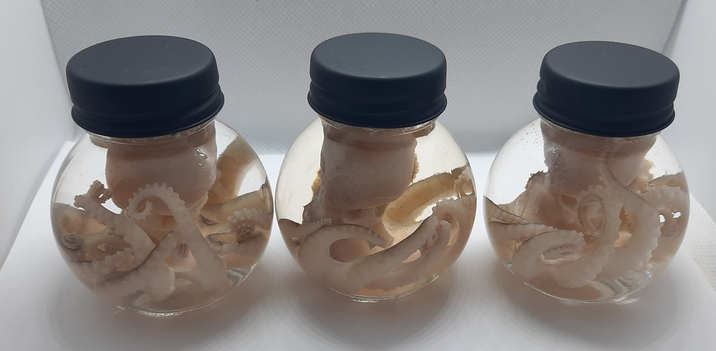 Octopus wet specimen taxidermy Oddities Curiosities ball jar