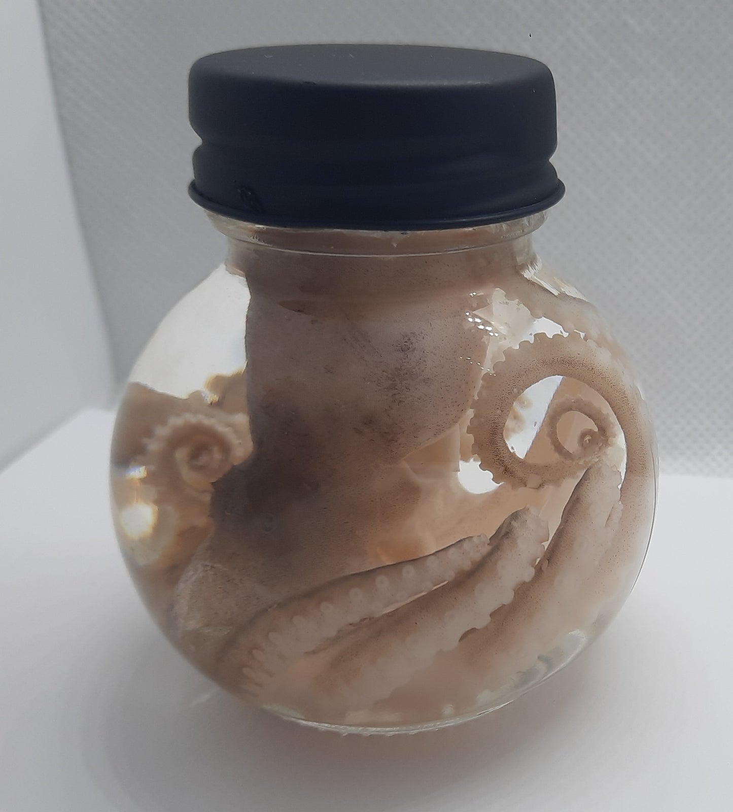 Octopus wet specimen taxidermy Oddities Curiosities ball jar