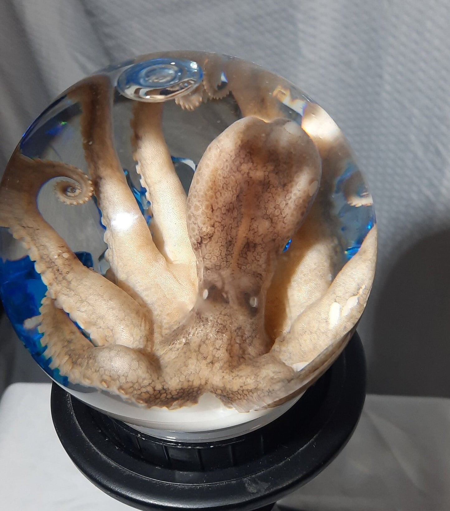 wet specimen Octopus Globe taxidermy Oddities Curiosities Steampunk crystal ball professionally preserved Free Shipping #wetspecimen