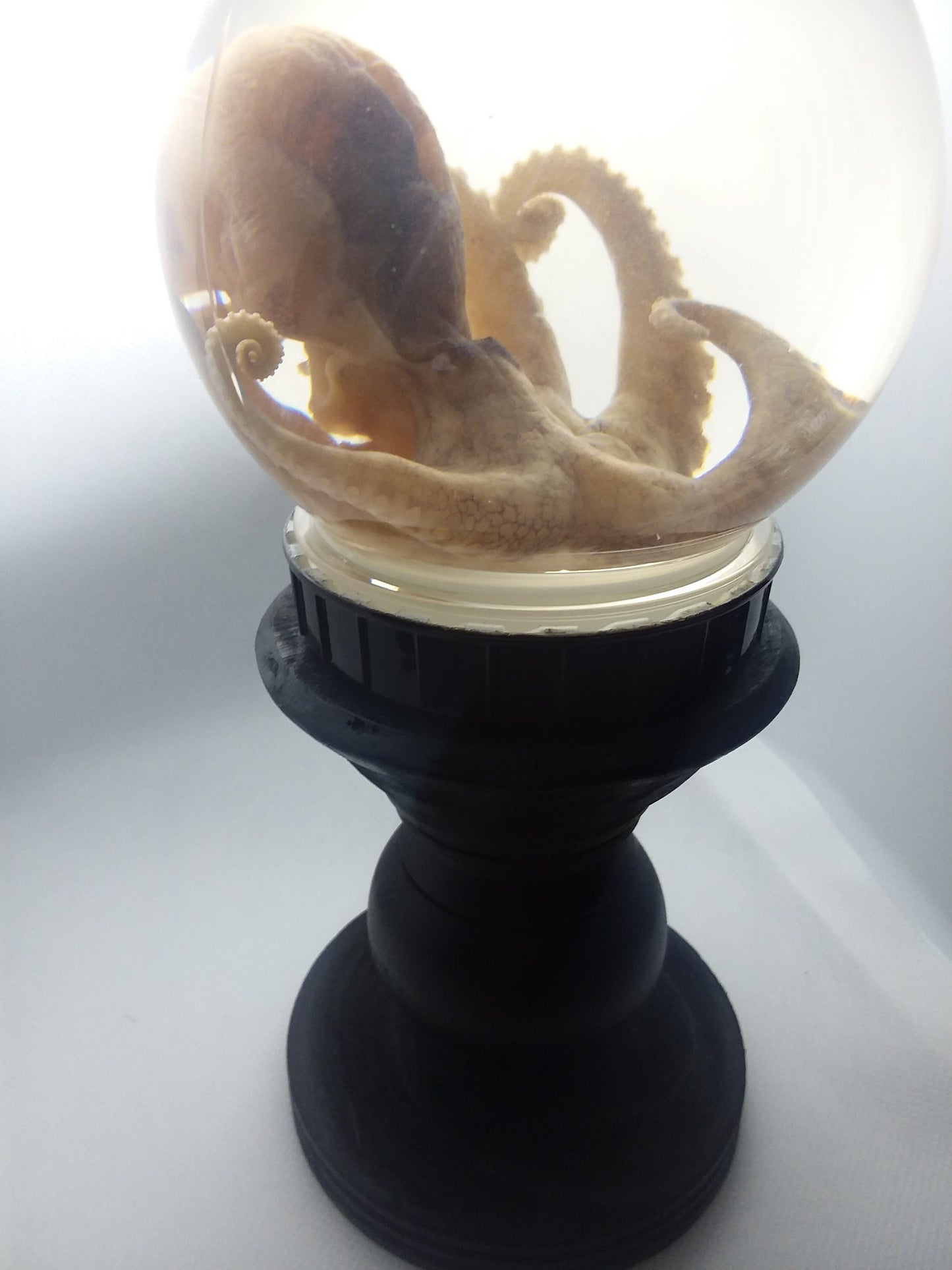 wet specimen Octopus Globe taxidermy Oddities Curiosities Steampunk crystal ball professionally preserved Free Shipping #wetspecimen