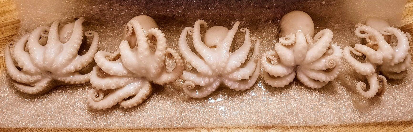 Wholesale Wet Specimen Taxidermy Medium Octopus Set of 5 no jar