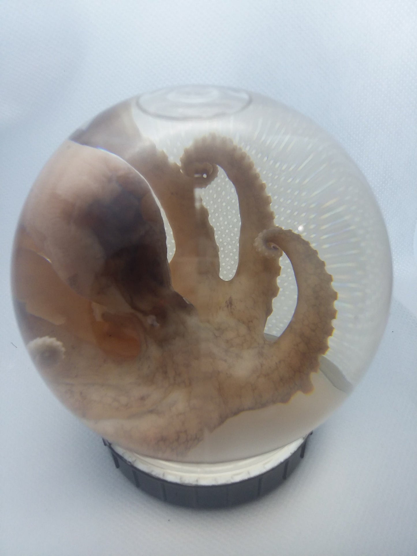 wet specimen Octopus Globe taxidermy Oddities Curiosities Steampunk crystal ball professionally preserved Free Shipping #wetspecimen