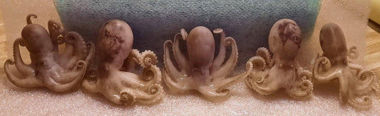 Wholesale Wet Specimen Taxidermy Medium Octopus Set of 5 no jar