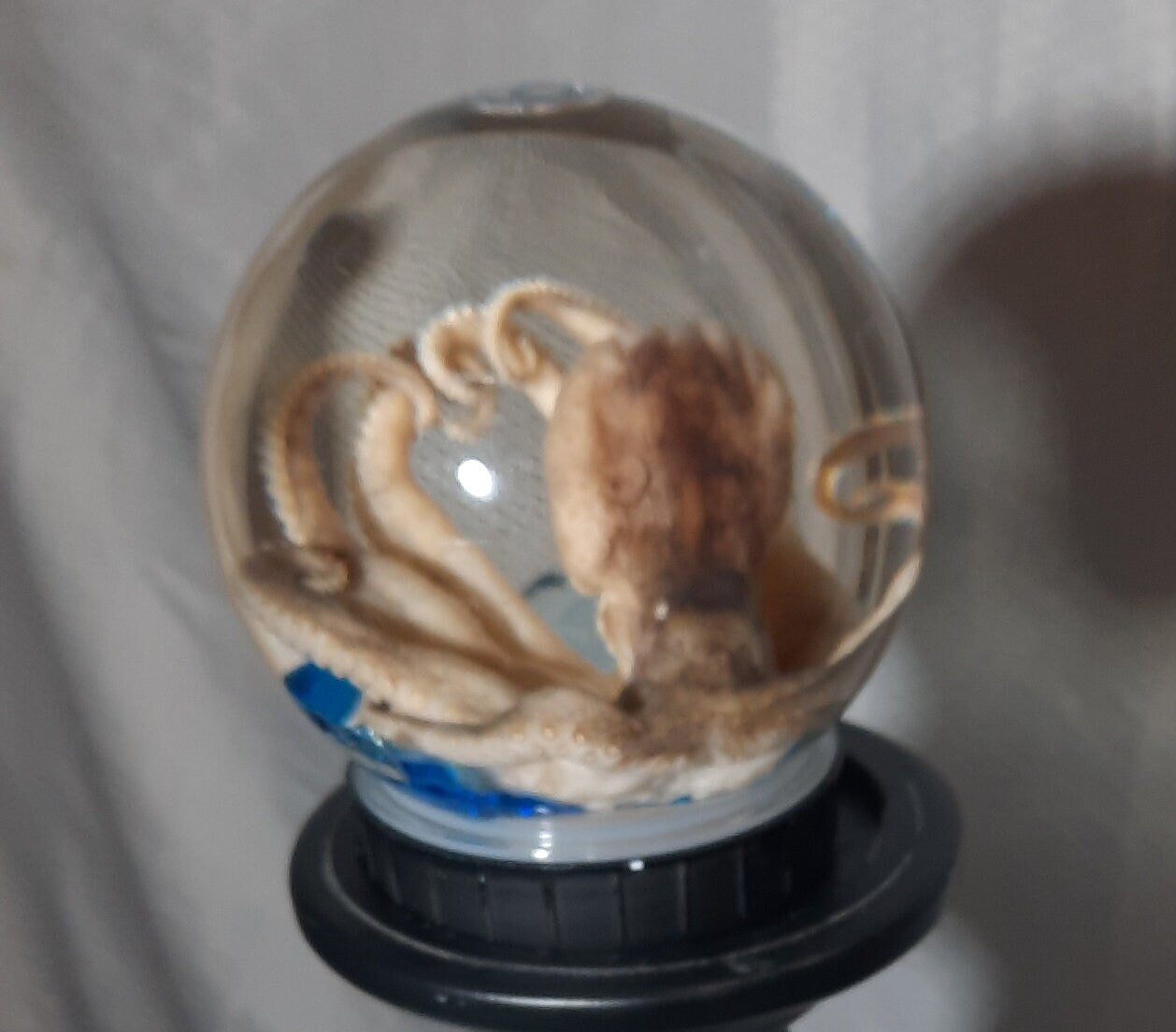 wet specimen Octopus Globe taxidermy Oddities Curiosities Steampunk crystal ball professionally preserved Free Shipping #wetspecimen