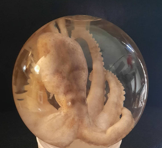 wet specimen Octopus Globe taxidermy Oddities Curiosities Steampunk crystal ball professionally preserved Free Shipping #wetspecimen