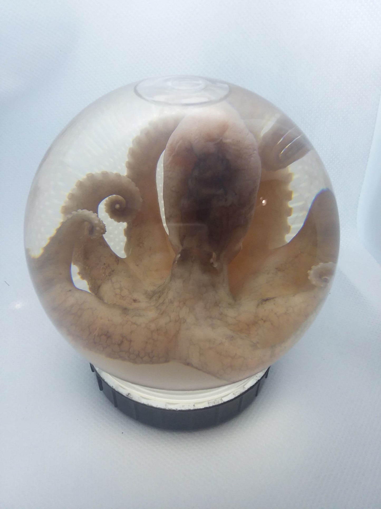 wet specimen Octopus Globe taxidermy Oddities Curiosities Steampunk crystal ball professionally preserved Free Shipping #wetspecimen