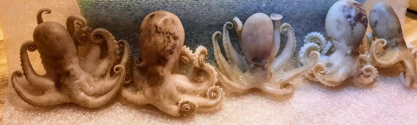 Wholesale Wet Specimen Taxidermy Medium Octopus Set of 5 no jar