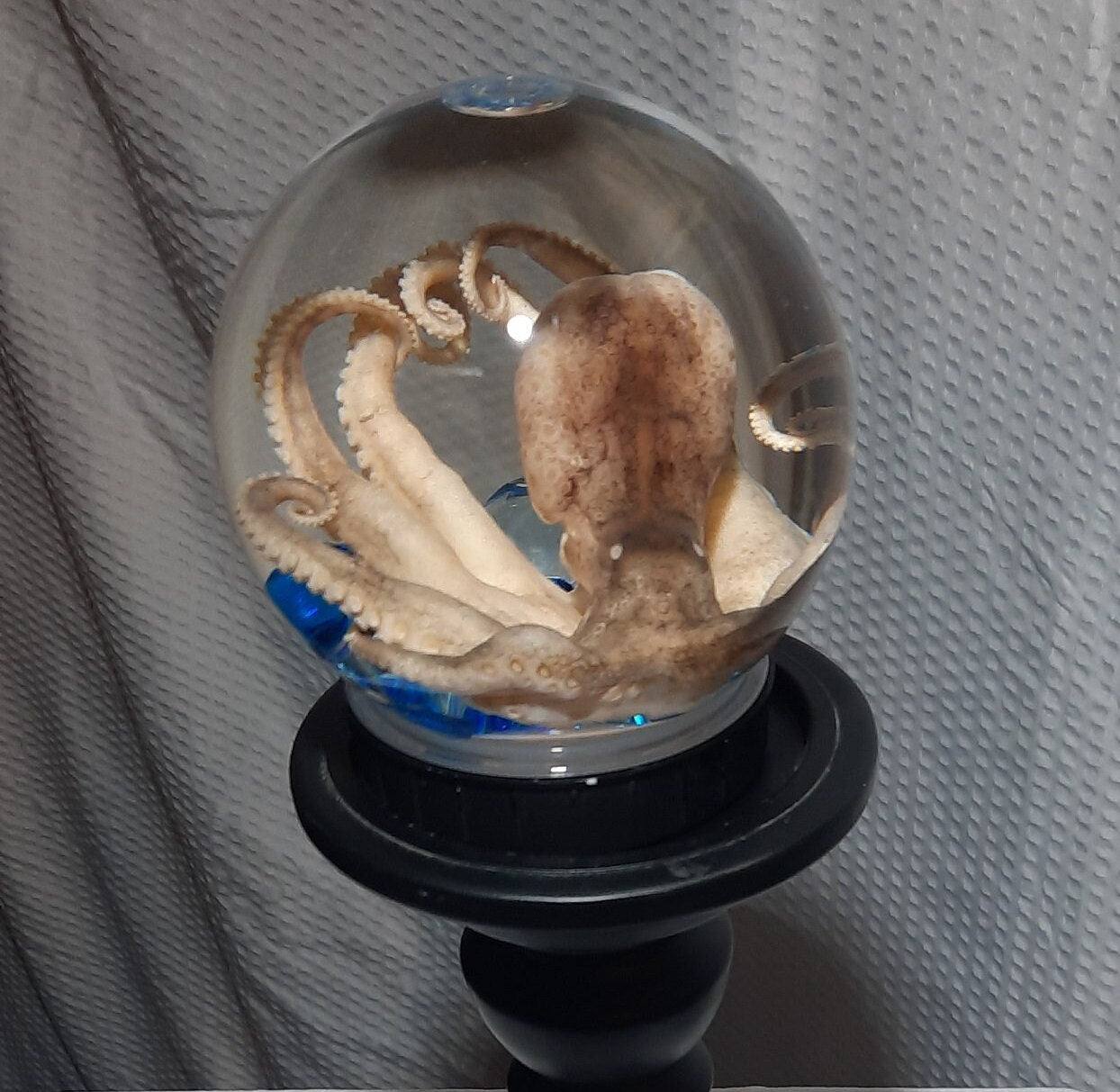 wet specimen Octopus Globe taxidermy Oddities Curiosities Steampunk crystal ball professionally preserved Free Shipping #wetspecimen
