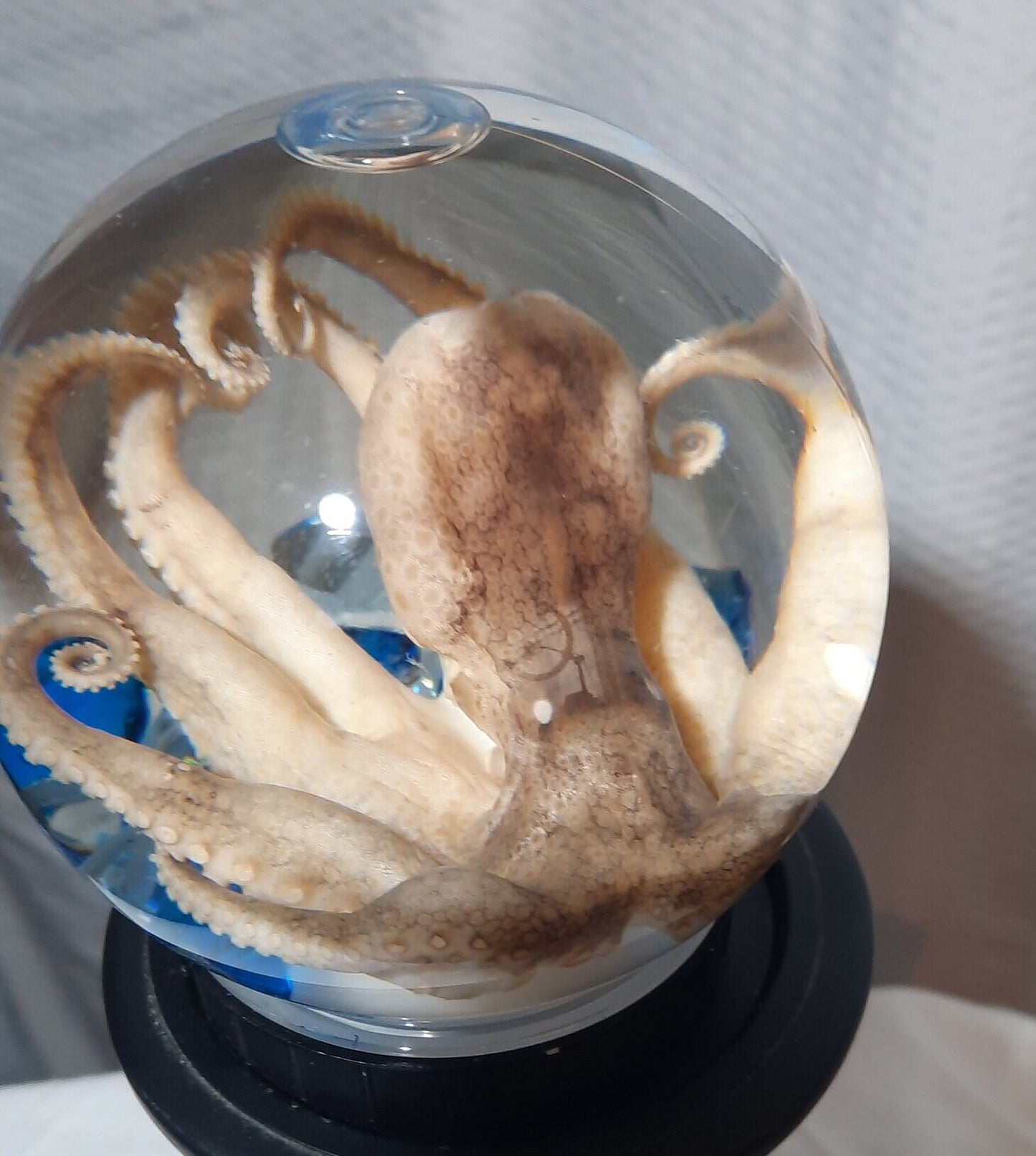 wet specimen Octopus Globe taxidermy Oddities Curiosities Steampunk crystal ball professionally preserved Free Shipping #wetspecimen