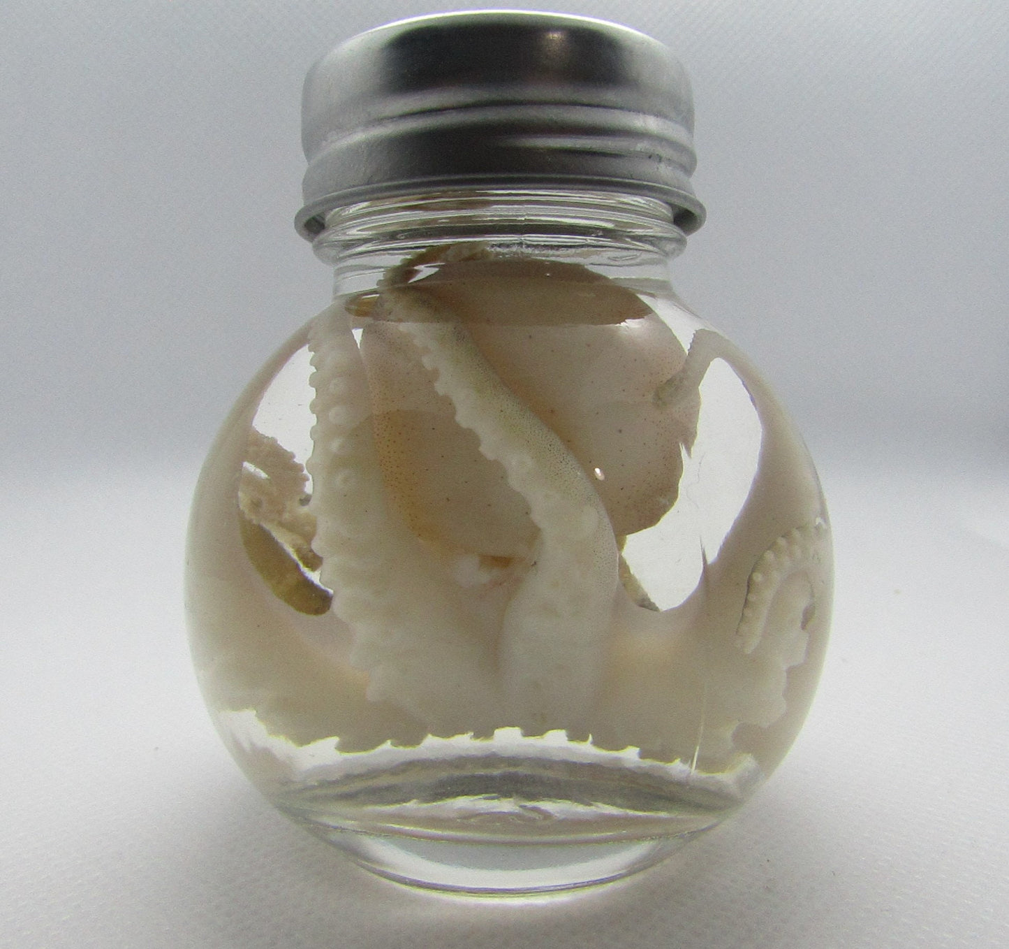 Wet Specimen Taxidermy real Octopus GLASS ball JAR oddity Oddities Steampunk Kraken Professionally preserved
