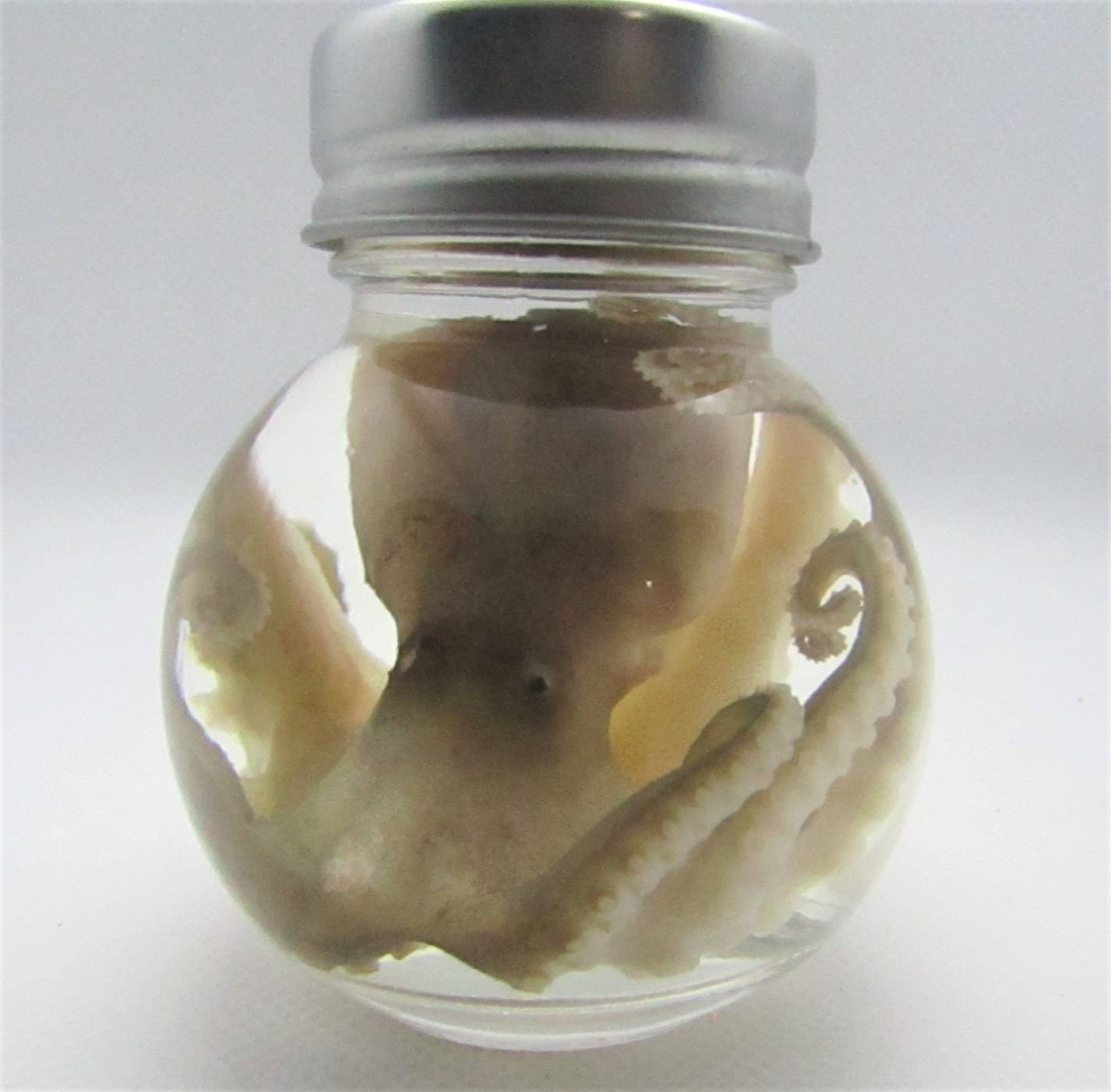 Wet Specimen Taxidermy real Octopus GLASS ball JAR oddity Oddities Steampunk Kraken Professionally preserved