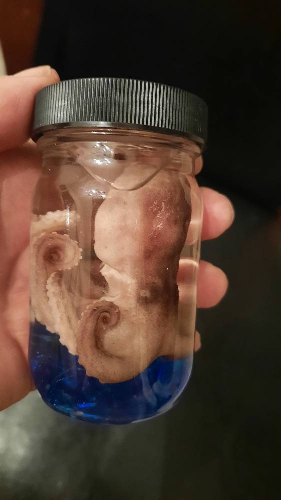 Wet Specimen Octopus tall glass jar oddity Oddities curiosities taxidermy Steampunk Kraken Professionally preserved #wetspecimen