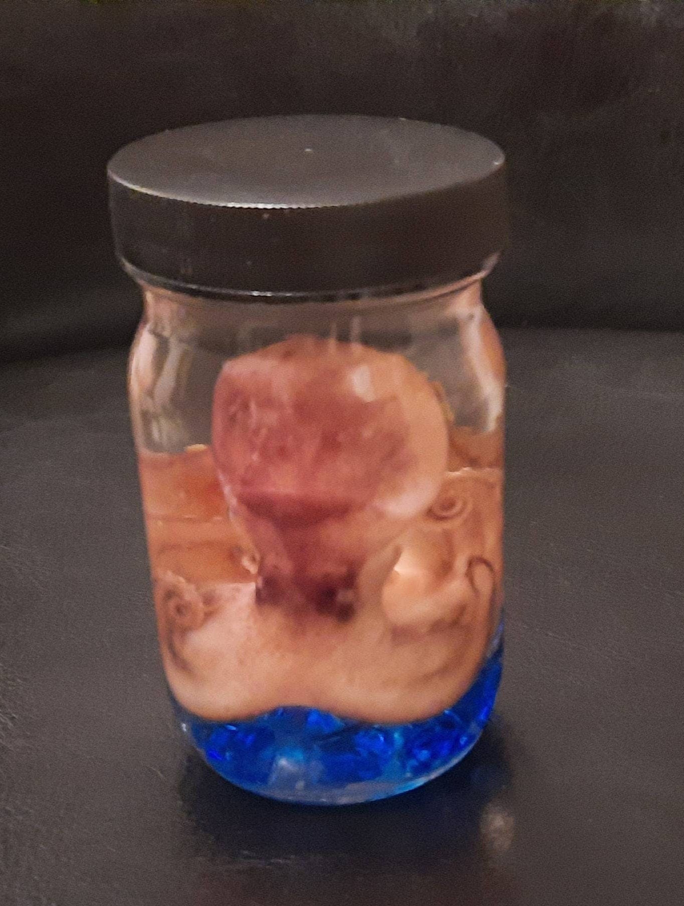 Wet Specimen Octopus tall glass jar oddity Oddities curiosities taxidermy Steampunk Kraken Professionally preserved #wetspecimen