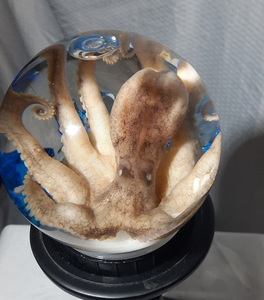 Octopus Globe wet specimen taxidermy Oddities Steampunk real professionally preserved pls read description! Free Shipping!