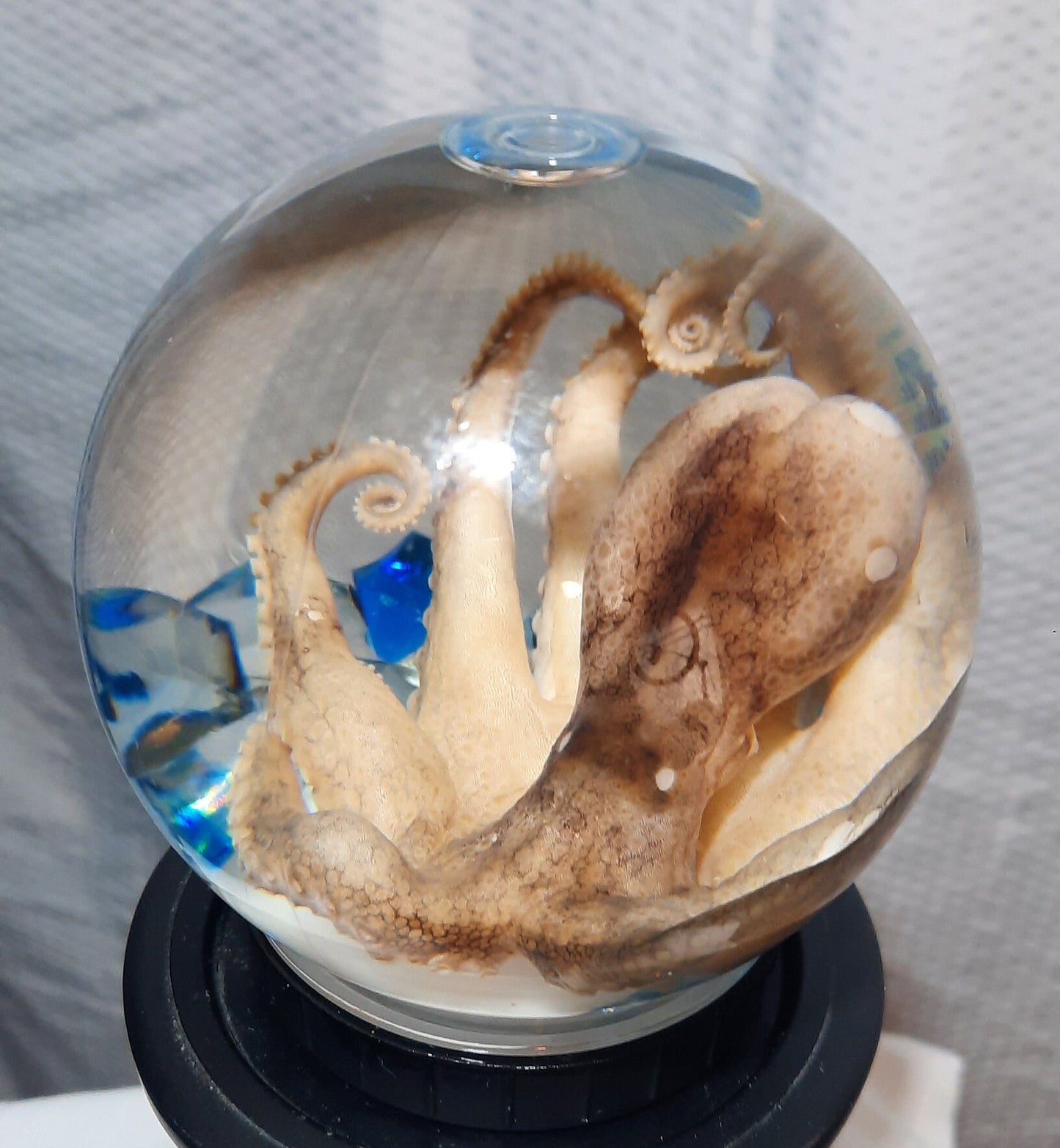 Octopus Globe wet specimen taxidermy Oddities Steampunk real professionally preserved pls read description! Free Shipping!