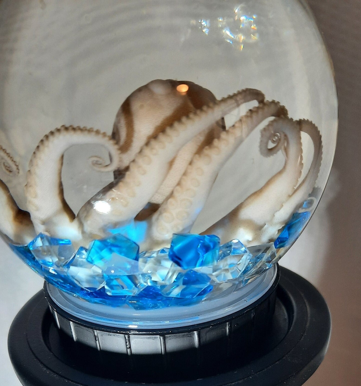 Octopus Globe wet specimen taxidermy Oddities Steampunk real professionally preserved pls read description! Free Shipping!