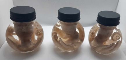 Octopus wet specimen ball jar taxidermy Oddities Steampunk real  kraken alter professionally preserved #wet specimen