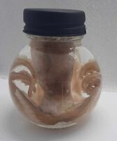 Octopus wet specimen ball jar taxidermy Oddities Steampunk real  kraken alter professionally preserved #wet specimen