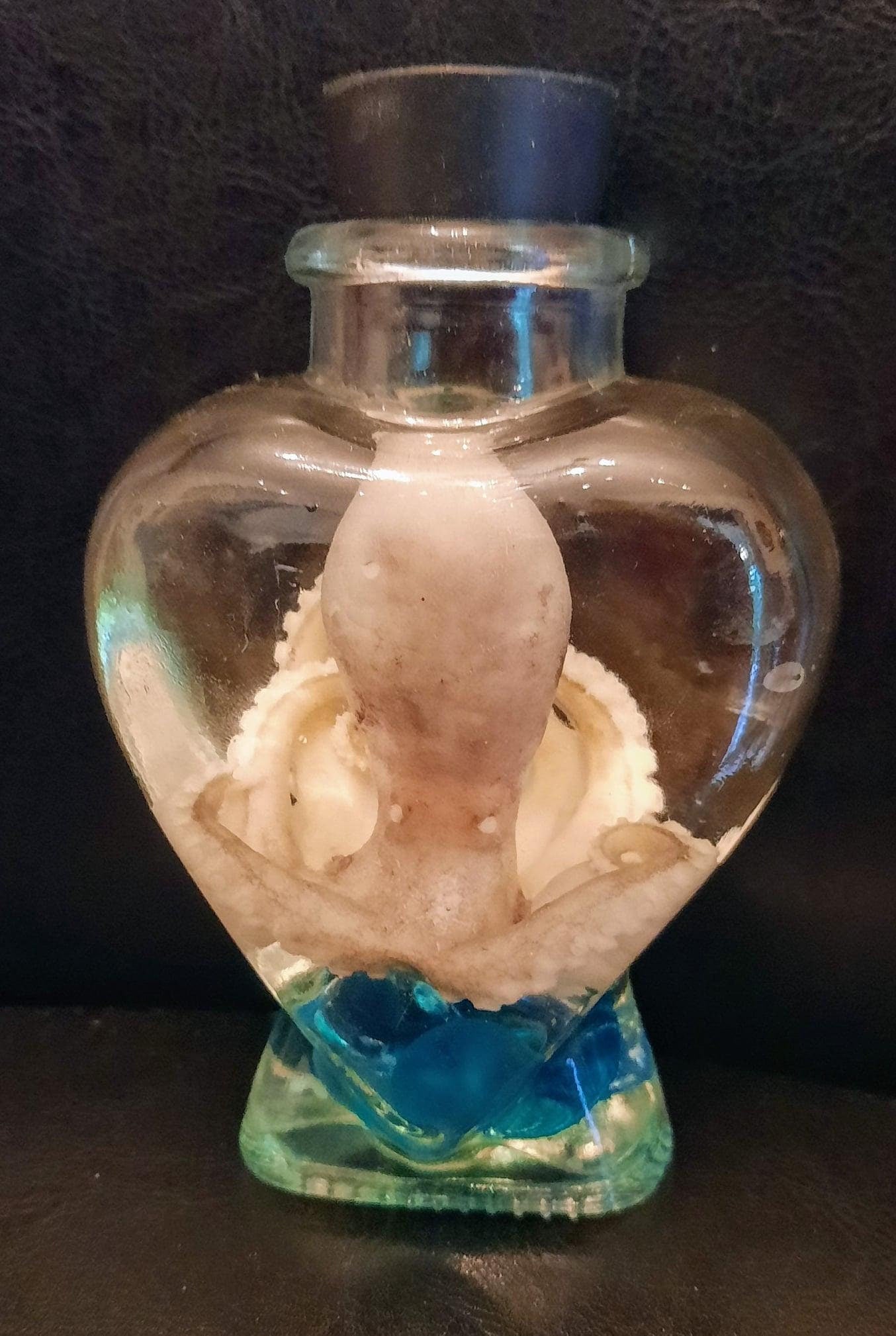Octopus Wet Specimen glass heart jar Taxidermy Oddities curriosities free ship