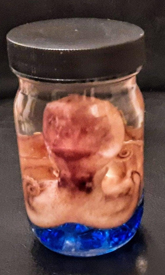 Wet Specimen Octopus tall glass jar oddity Oddities curiosities taxidermy Steampunk Kraken Professionally preserved #wetspecimen
